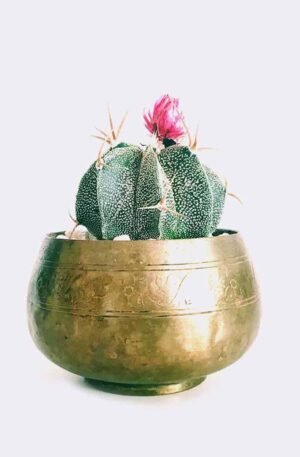 cactus6 free img
