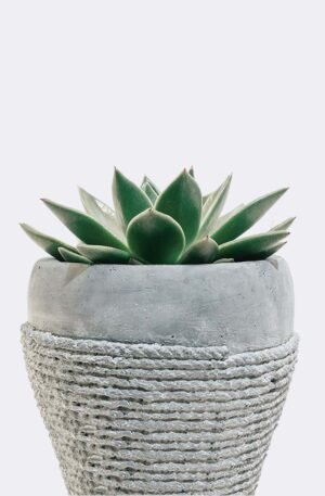 plant5 free img