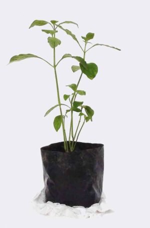 plant2 free img