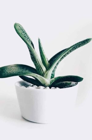 plant3 free img