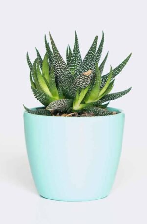 plant6 free img